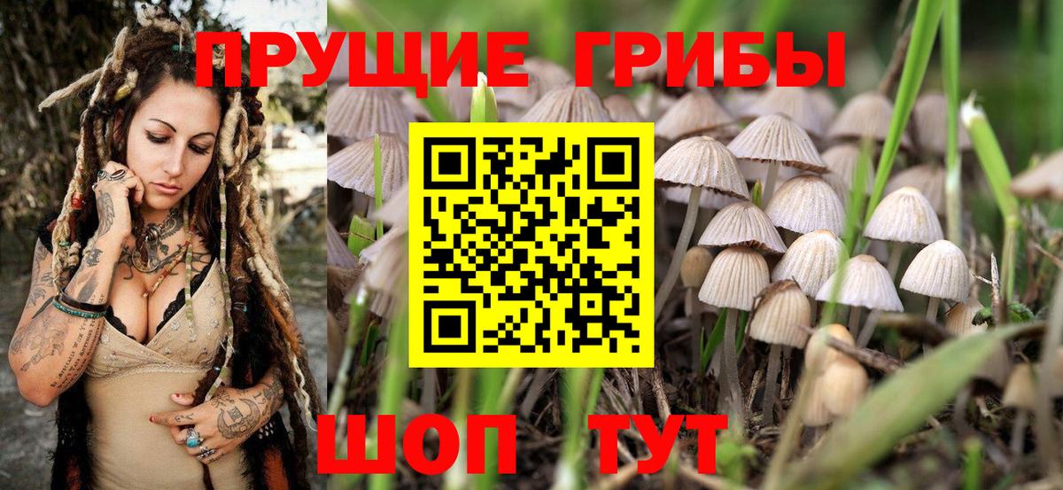 Галлюциногенные грибы Cubensis Рубцовск